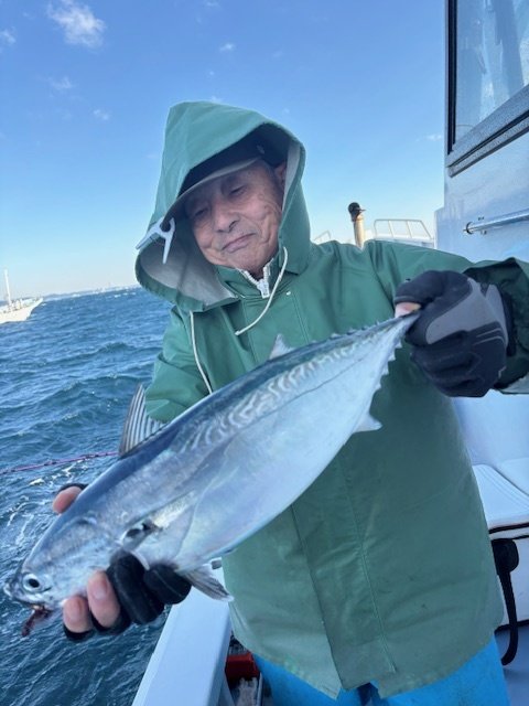 ヒラソーダ(ヒラソウダ)