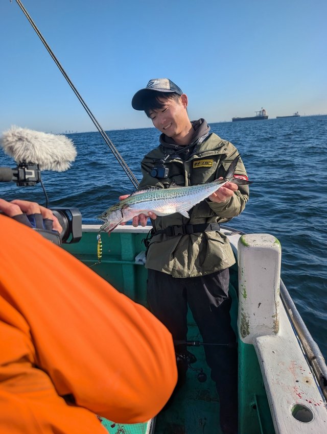 サゴシ(サワラ)