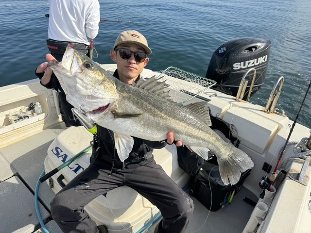 シーバス(スズキ)