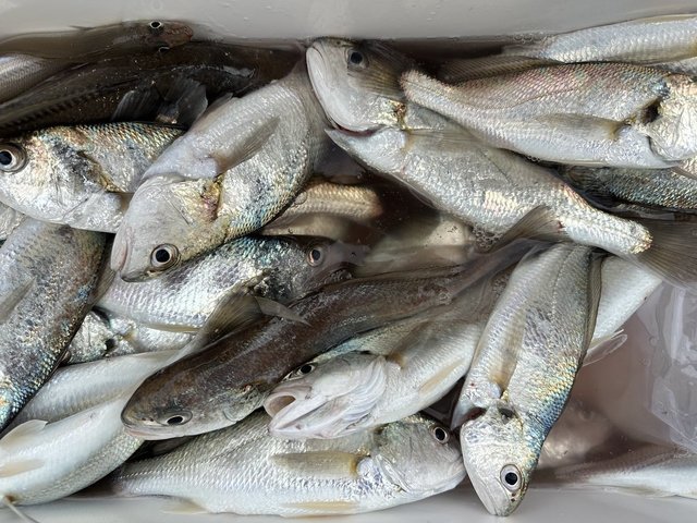 イシモチ(シログチ)