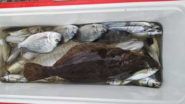 ヘダイ・アジ(マアジ)・タチウオ・ヒラメ