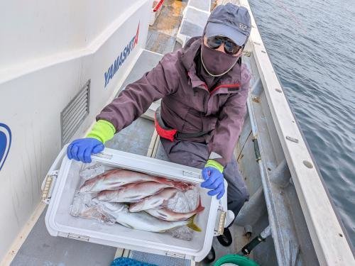 マダイ・イナダ(ブリ)