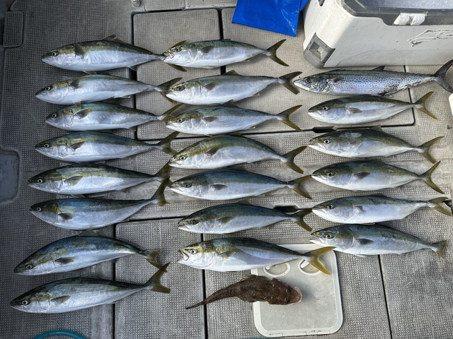 メジロ(ブリ)・サワラ・ワニゴチ