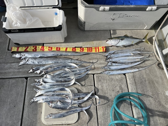 メジロ(ブリ)・タチウオ