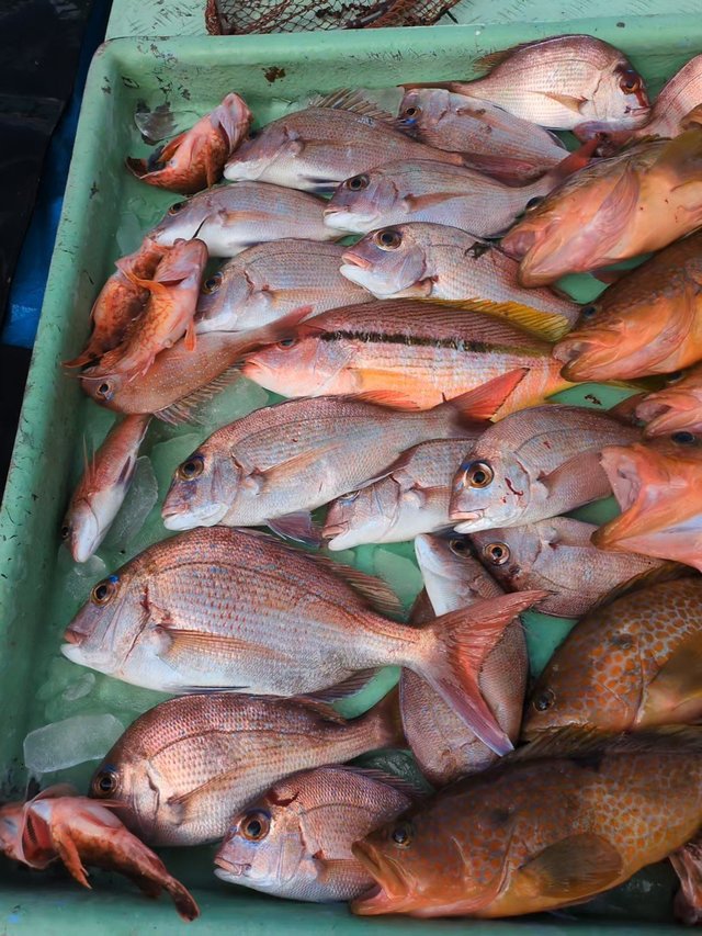 マダイ・アコウ(キジハタ)・アラカブ(カサゴ)