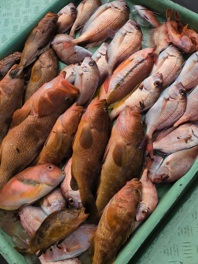 マダイ・アコウ(キジハタ)・アラカブ(カサゴ)