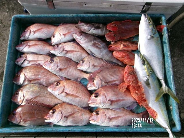 マダイ・ハナダイ(チダイ)・イナダ(ブリ)・オニカサゴ・ホウボウ