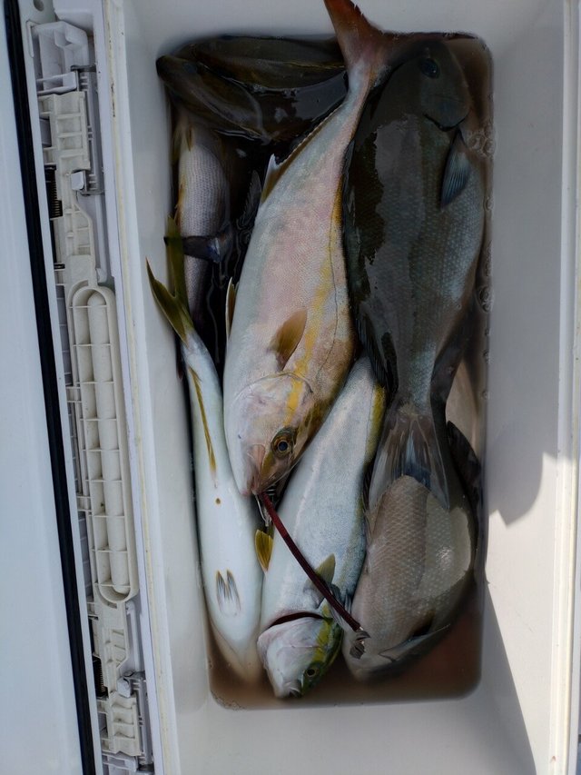 メジナ・カンパチ・イサキ