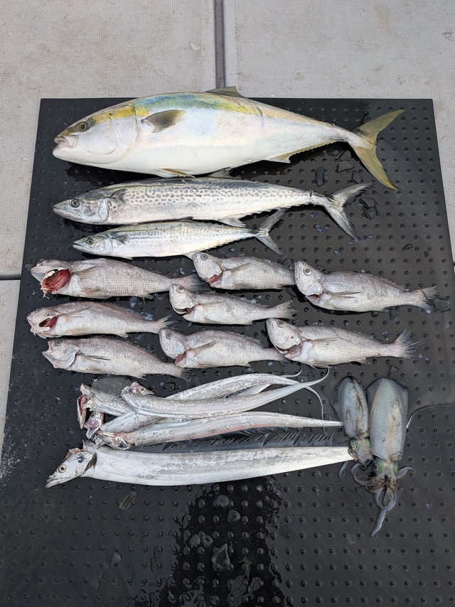 ブリ・サワラ・タチウオ・アオリイカ・クログチ