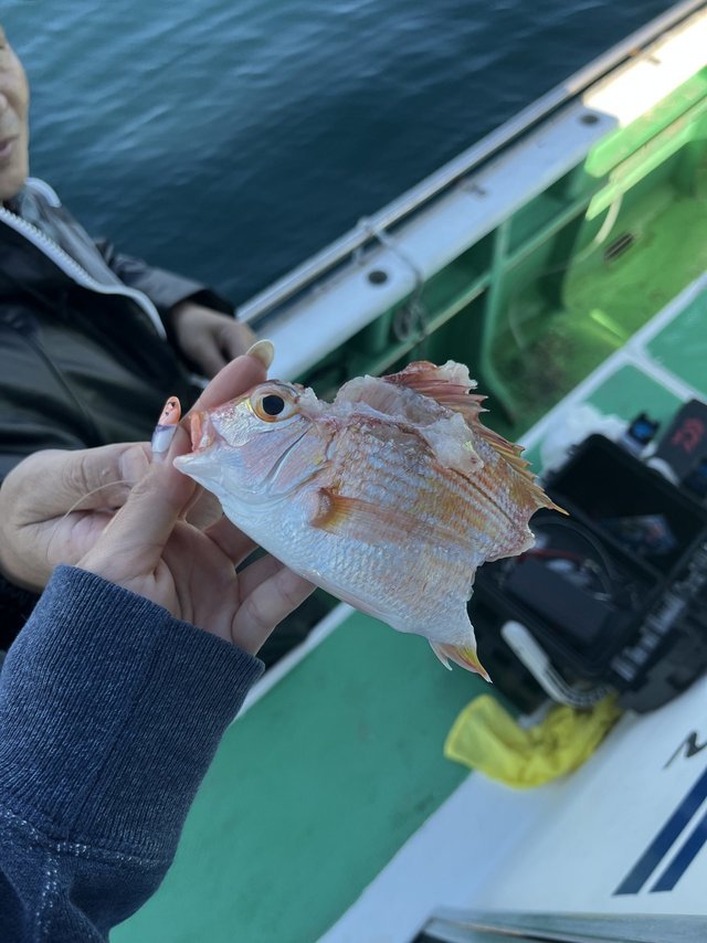 アマダイ(アカアマダイ)