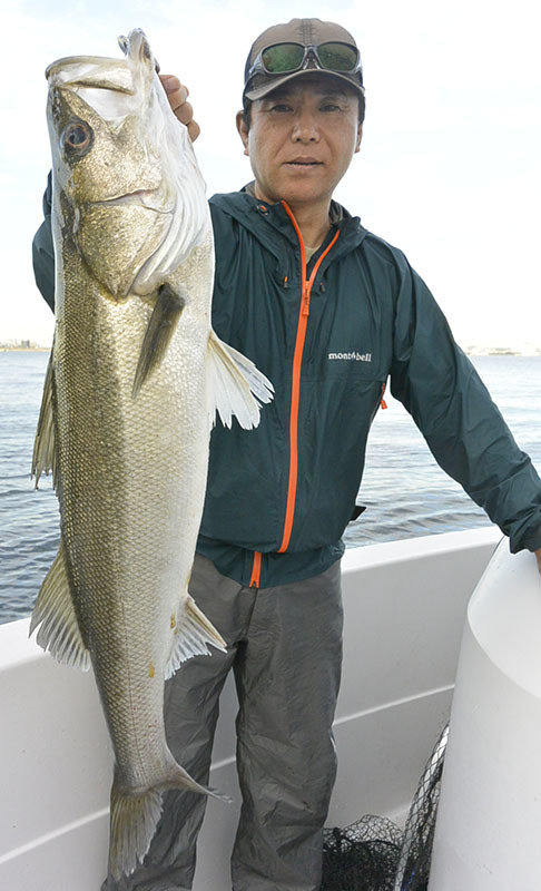 シーバス(スズキ)