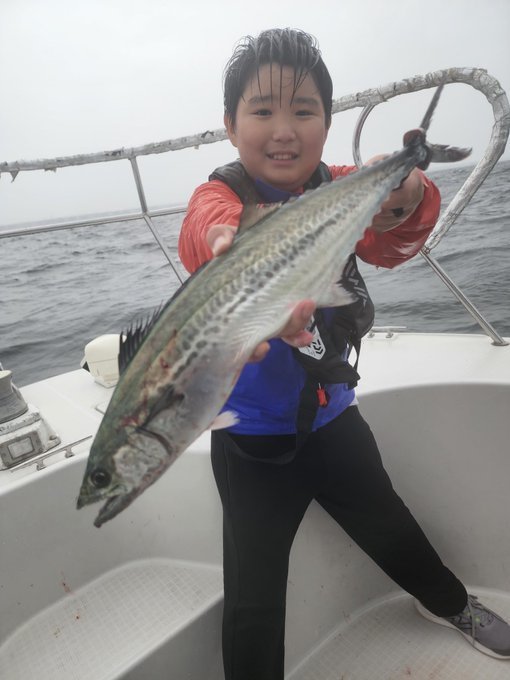 サゴシ(サワラ)