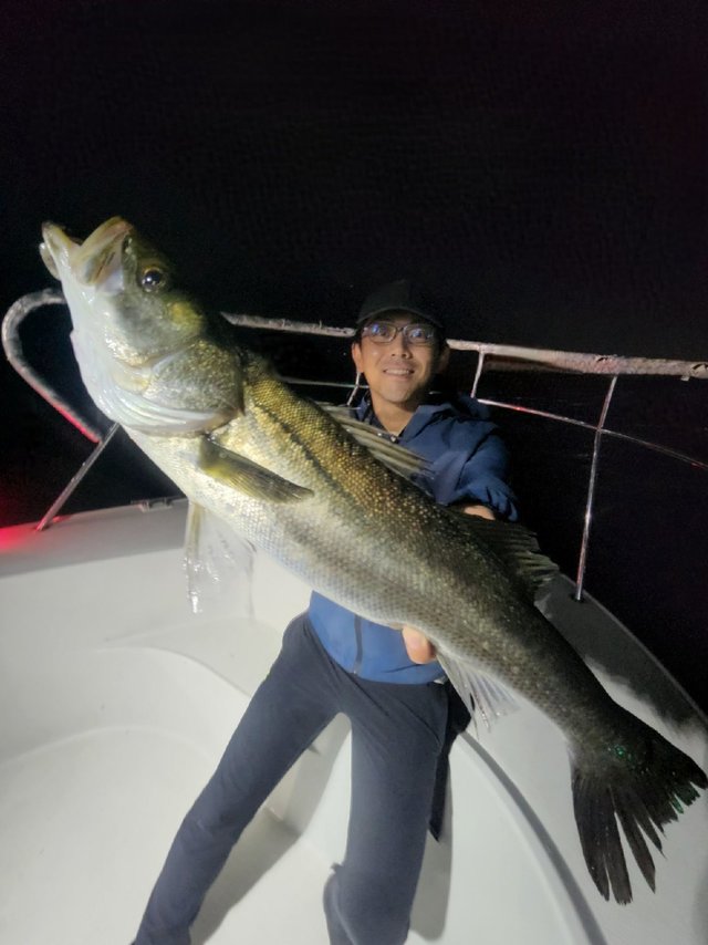 シーバス(スズキ)