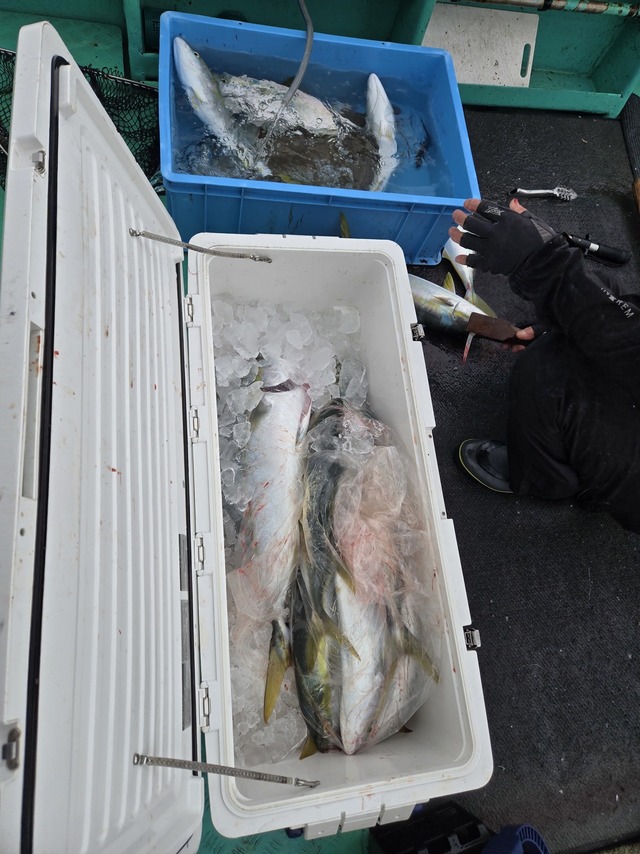 ヒラス(ヒラマサ)