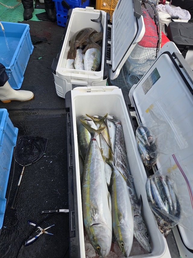 ヒラス(ヒラマサ)