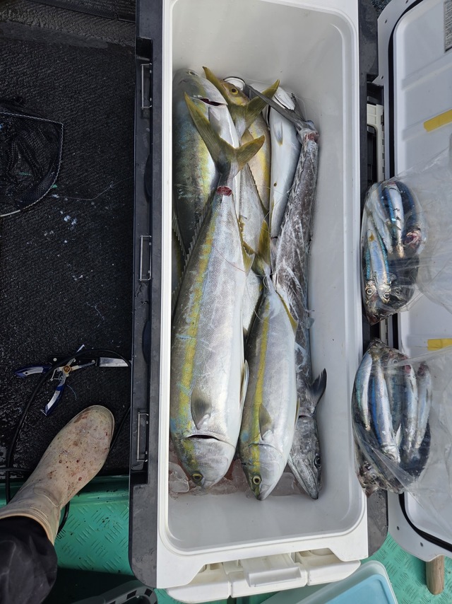 ヒラス(ヒラマサ)