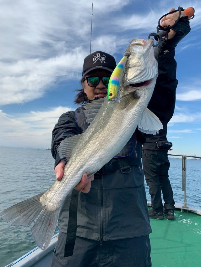 シーバス(スズキ)