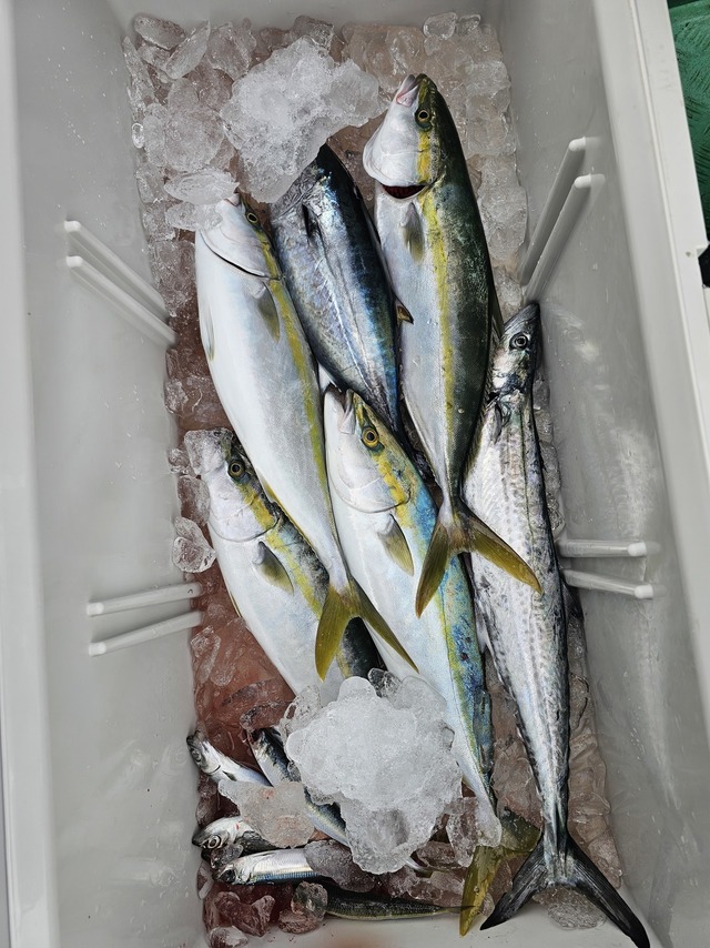 ヤズ(ブリ)・サワラ