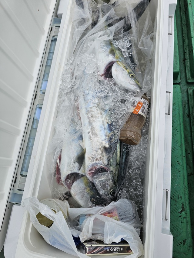 ワラサ(ブリ)・ヤズ(ブリ)・ヒラマサ