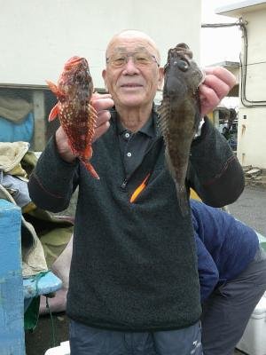 メバル・クロメバル(メバル)