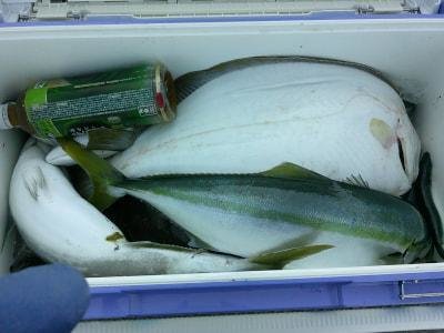 イナダ(ブリ)・ヒラメ