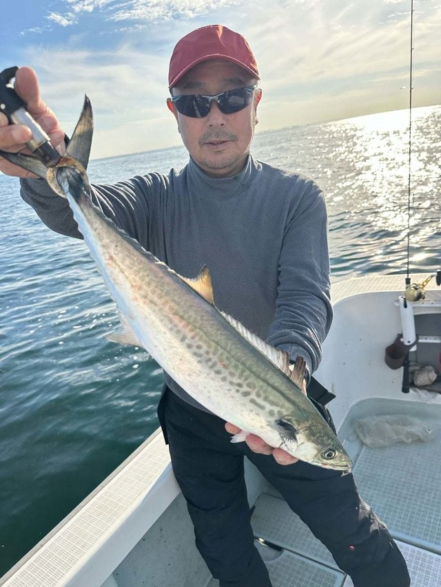 サゴシ(サワラ)