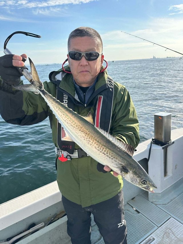 サゴシ(サワラ)