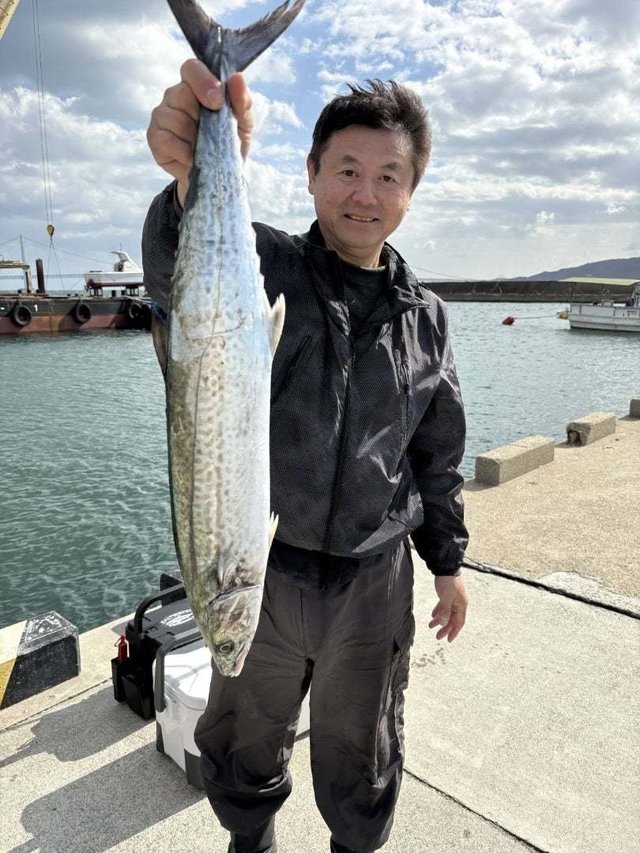 サゴシ(サワラ)