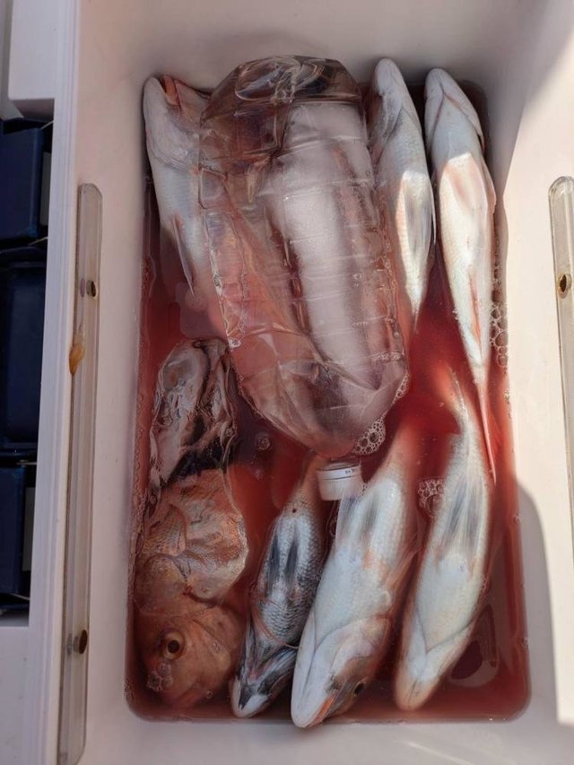 ハナダイ(チダイ)