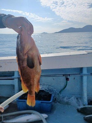 アラカブ(カサゴ)