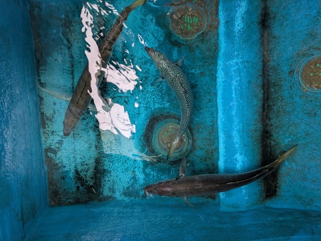 アジ(マアジ)・マサバ