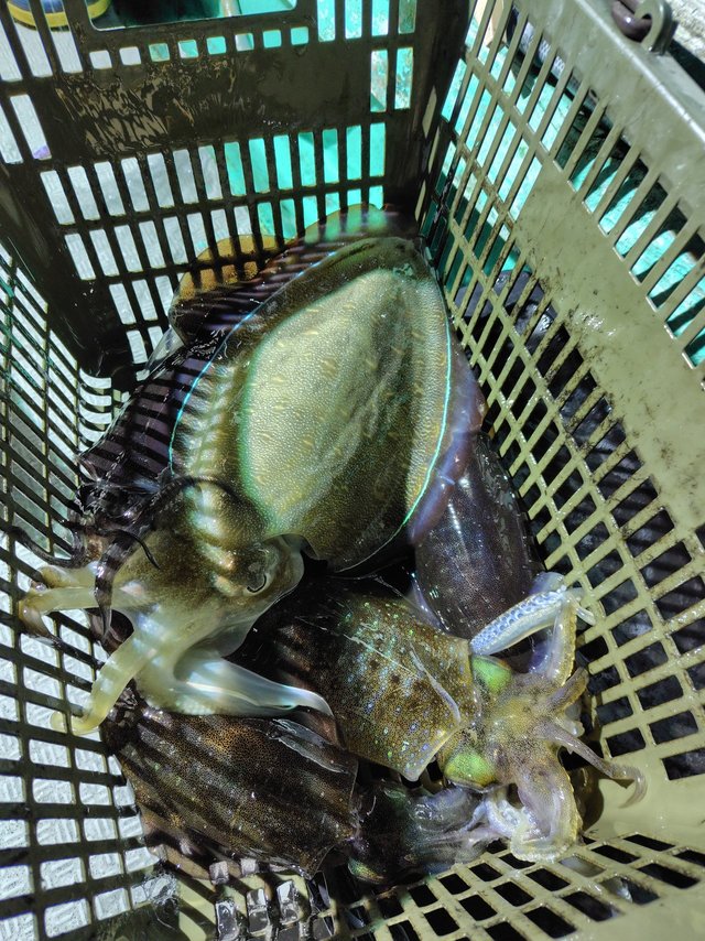 アオリイカ・コウイカ