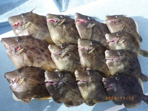 カワハギ