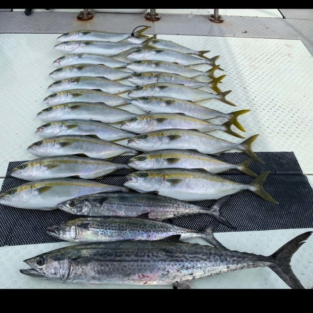 ハマチ(ブリ)・サワラ