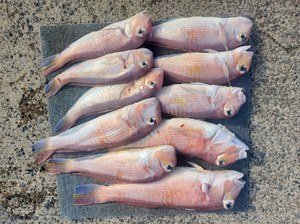 アマダイ(アカアマダイ)