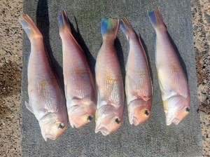 アマダイ(アカアマダイ)