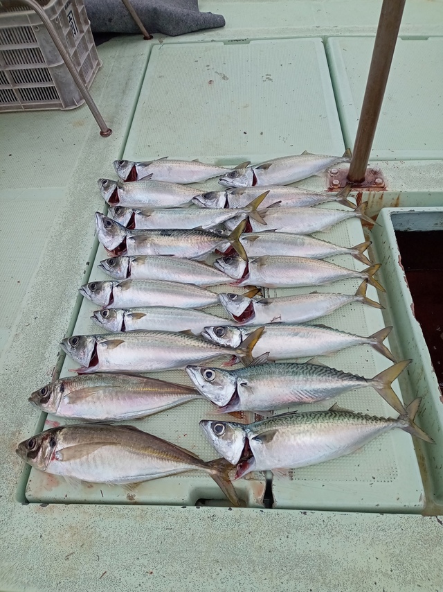 マアジ・サバ(マサバ)