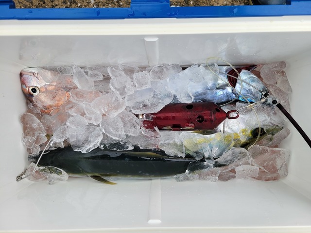 マダイ・イナダ(ブリ)