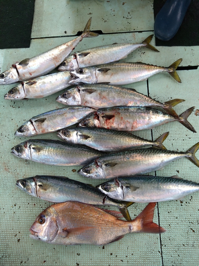 タイ(マダイ)・サバ(マサバ)