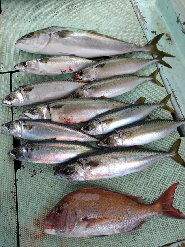 タイ(マダイ)・メジロ(ブリ)・サバ(マサバ)