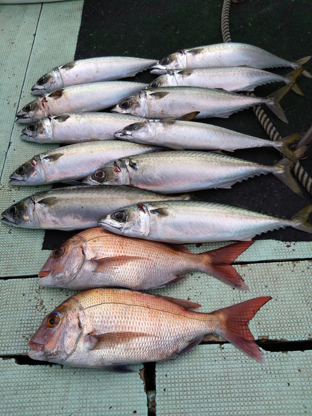 タイ(マダイ)・サバ(マサバ)