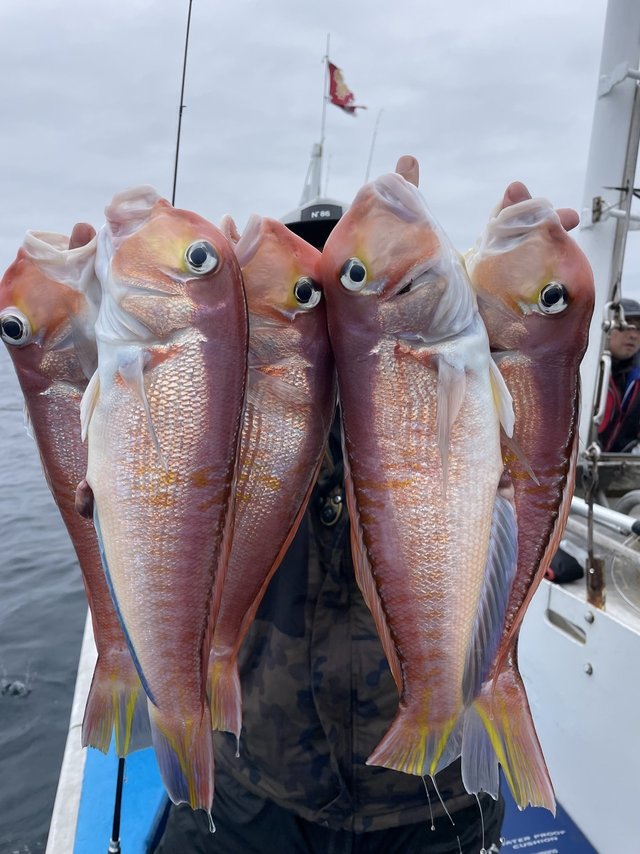 アマダイ(アカアマダイ)