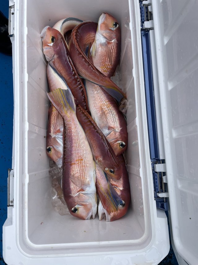 アマダイ(アカアマダイ)