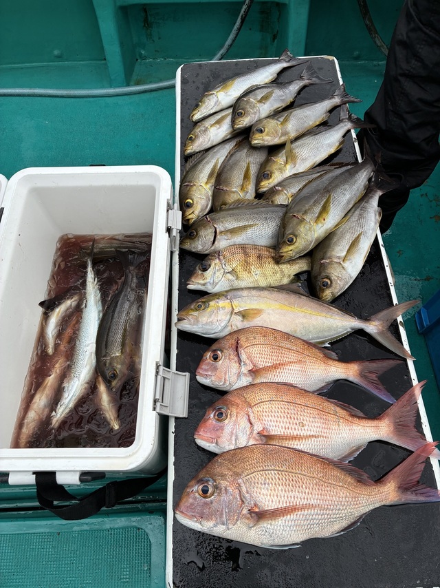 マダイ・シオ(カンパチ)・メイチダイ