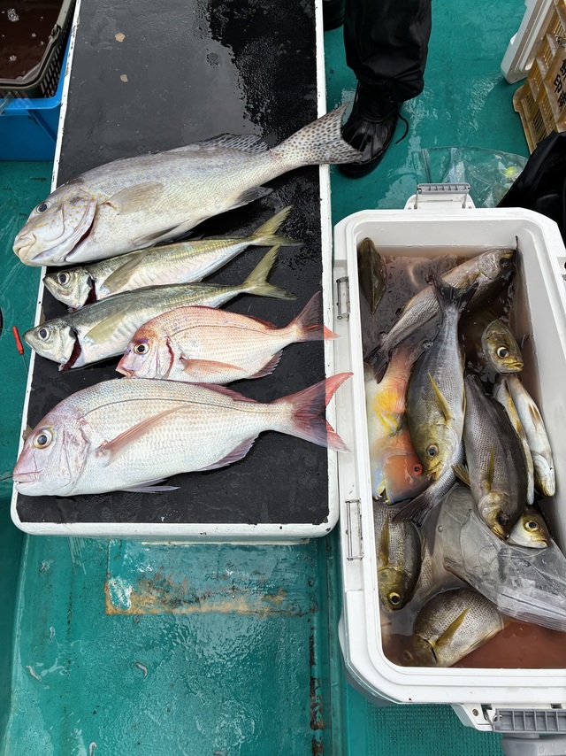 マダイ・シオ(カンパチ)