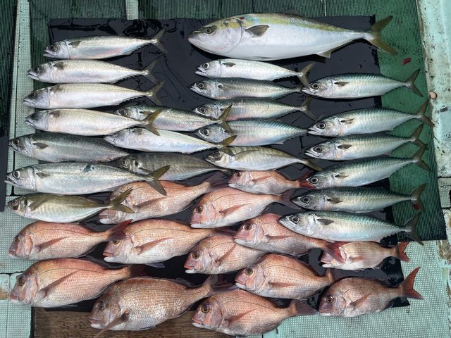 マダイ・マアジ・メジロ(ブリ)・マサバ