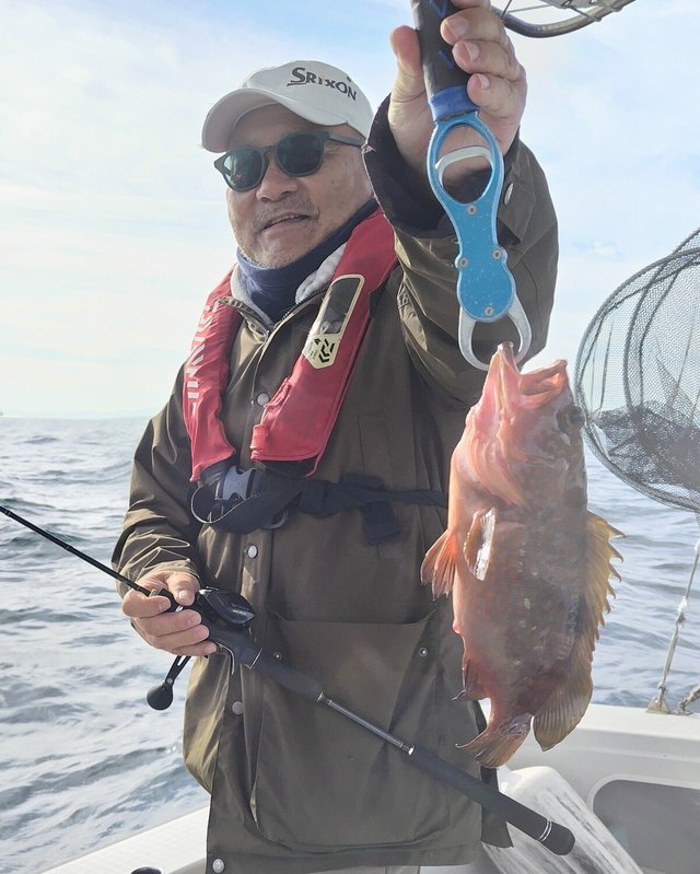 アコウ(キジハタ)