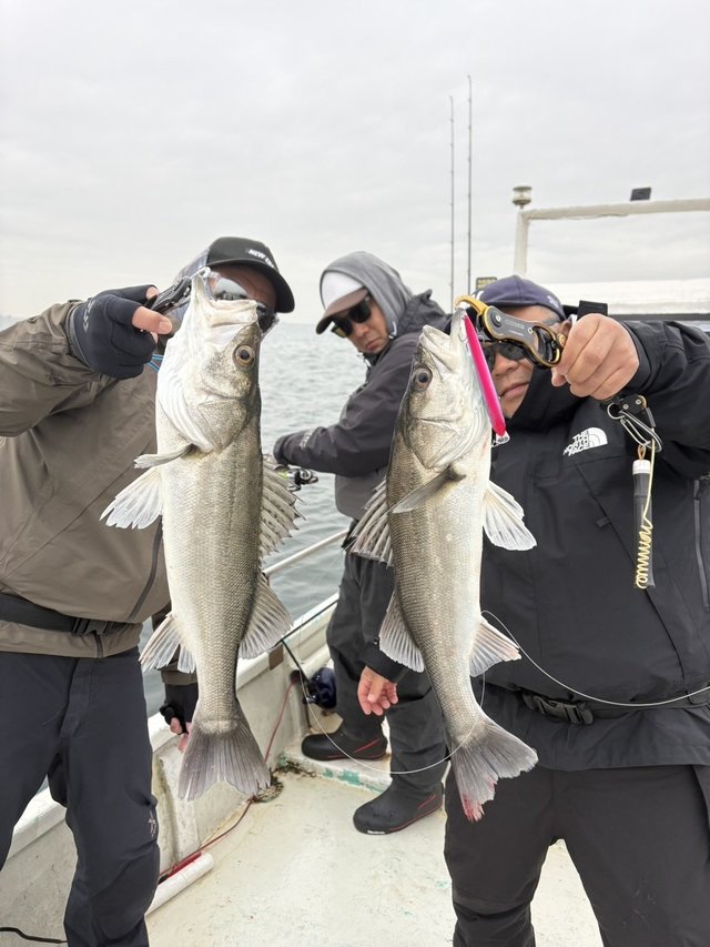 シーバス(スズキ)