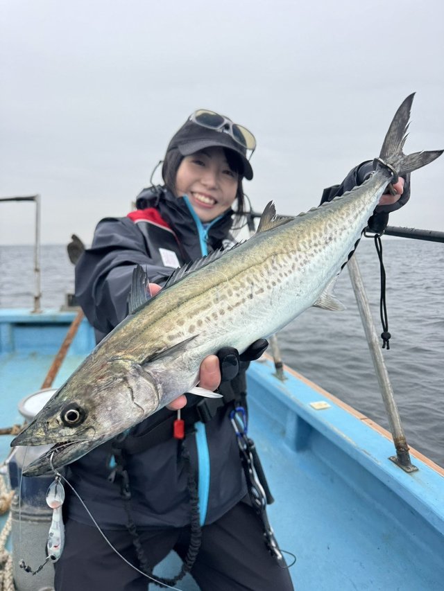 サゴシ(サワラ)