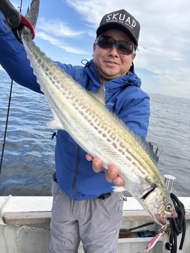 サゴシ(サワラ)